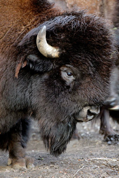 istock Single grown male Bison in zoological garden 1069118798