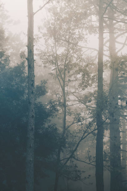 istock Autumn forest, firs on the fog 1069119786