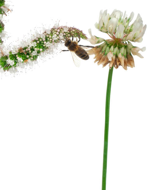 istock Female worker bee, Anthophora plumipes, on plant in front of white background 1069121582