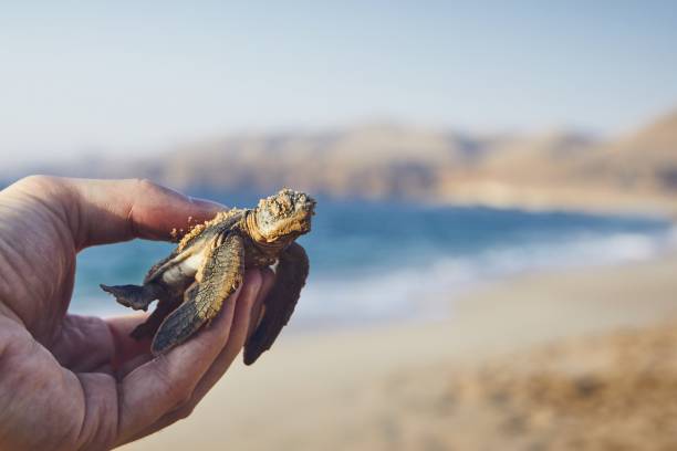 istock Rescue of green turtle 1069121596