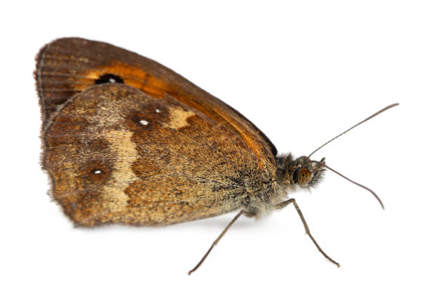 istock Meadow Brown, Maniola jurtina, in front of white background 1069121616