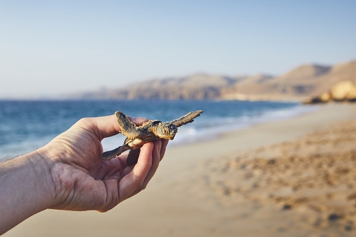 Rescue of green turtle. Human hand holding newborn turtle and carries them into sea. Ras Al Jinz, Sultanate of Oman.
