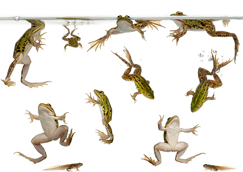 Edible Frogs, Rana esculenta, and tadpoles swimming under water against white background