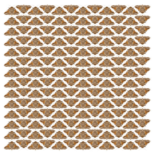 Buff Arches, Habrosyne pyritoides, in repeated pattern, in front of white background