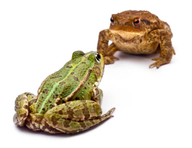 rana europea común o la rana comestible, rana kl. esculenta, frente a un sapo común o sapo europeo, bufo bufo, delante de fondo blanco - sapo fotografías e imágenes de stock