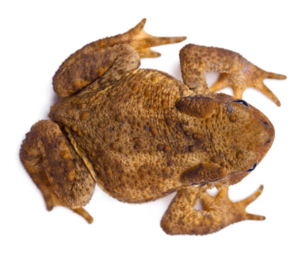 vue d’angle élevé de crapaud commun ou crapaud, bufo bufo, en face de fond blanc - common toad photos et images de collection
