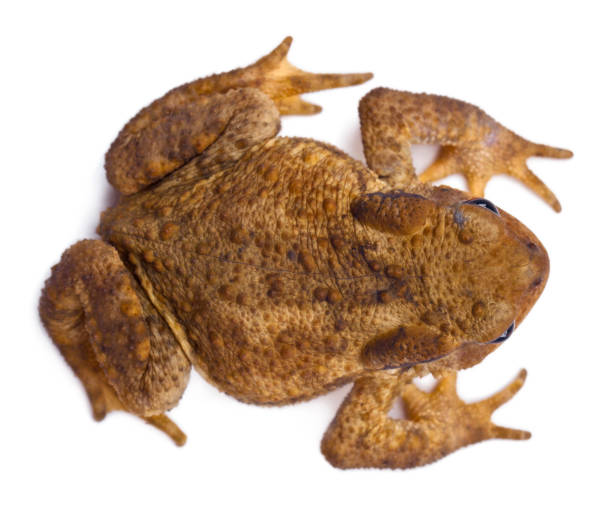istock High angle view of Common toad or European toad, Bufo bufo, in front of white background 1069122130