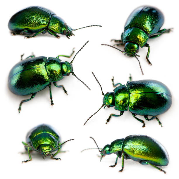 istock Composition of Leaf beetles, Chrysomelinae, in front of white background 1069122202