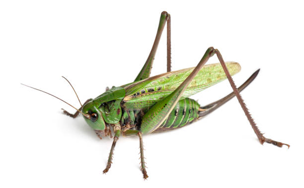istock Female wart-biter, a bush-cricket, Decticus verrucivorus, in front of white background 1069124156