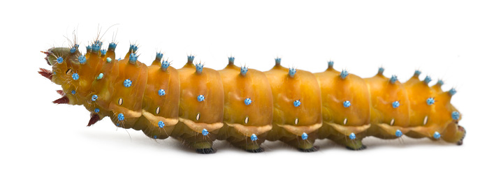 Caterpillar of the Giant Peacock Moth, Saturnia pyri, in front of white background