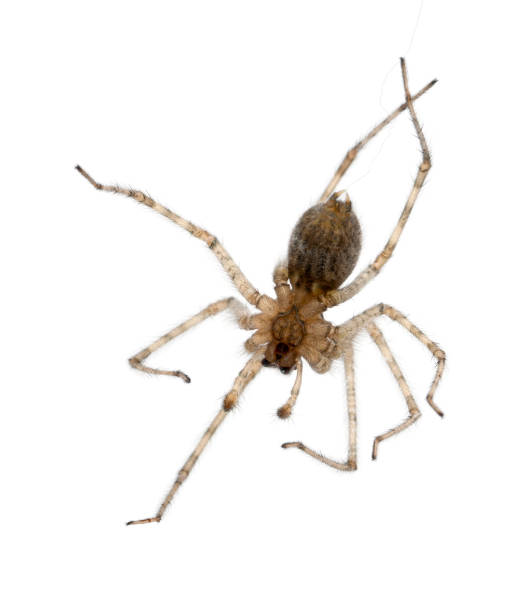 istock Cardinal spider, Tegenaria parietina, hanging from it's thread in front of white background 1069124352
