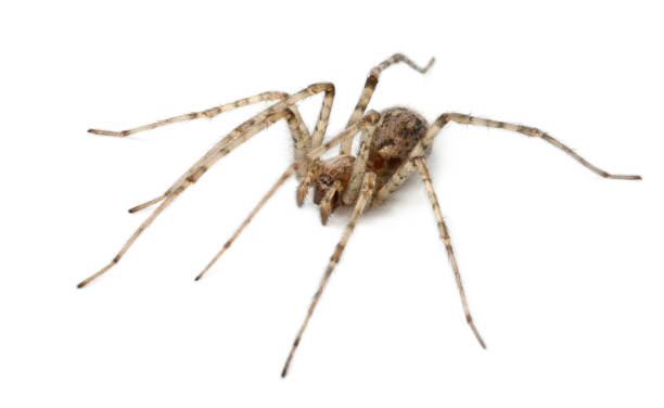 istock Cardinal spider, Tegenaria parietina, in front of white background 1069124392