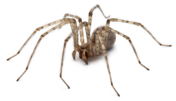 istock Cardinal spider, Tegenaria parietina, in front of white background 1069124400