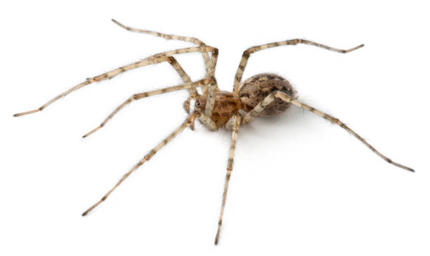 istock Cardinal spider, Tegenaria parietina, in front of white background 1069124408