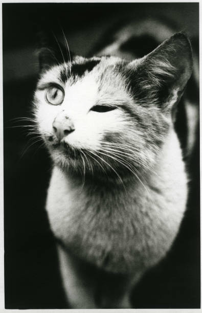 el gato nos guiña un ojo con un ojo. - winking bizarre black and white animal fotografías e imágenes de stock