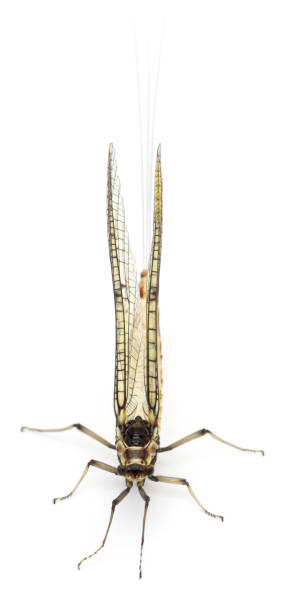 istock High angle view of Mayfly, Ephemera danica, in front of white background 1069124640