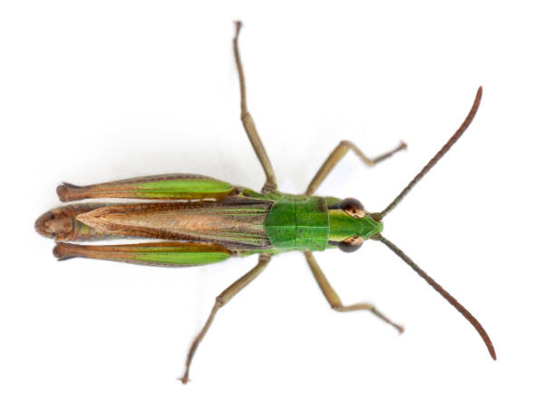 High angle view of cricket in front of white background