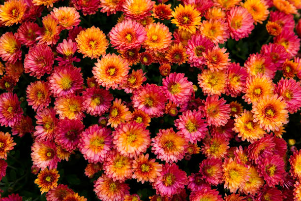 istock Many beautiful small bright orange-red flowers. 1069124728