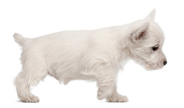 istock West Highland Terrier puppy, 7 weeks old, in front of white background 1069127380