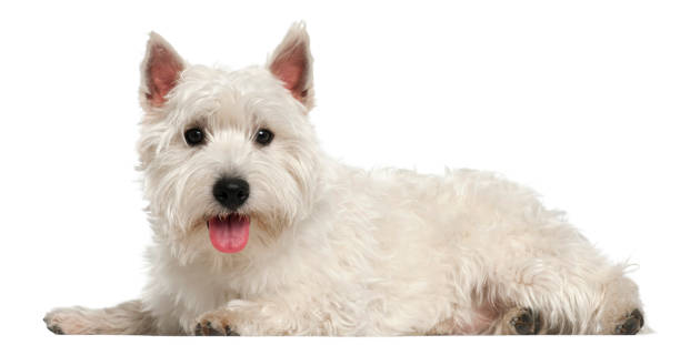 istock West Highland White Terrier, 10 months old, lying in front of white background 1069127440