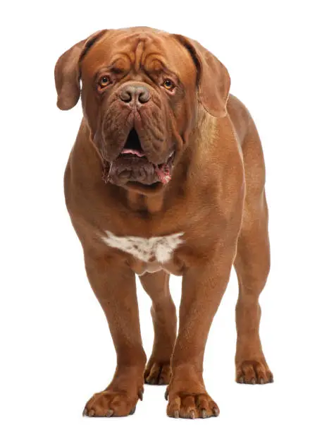 Dogue de Bordeaux, 20 months old, standing in front of white background