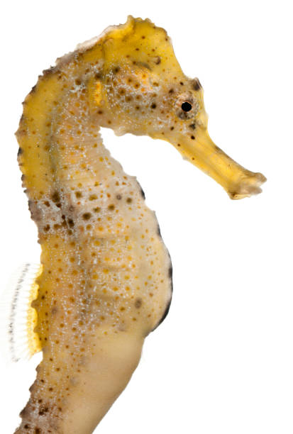 Longsnout seahorse or Slender seahorse, Hippocampus reidi yellowish, in front of white background Longsnout seahorse or Slender seahorse, Hippocampus reidi yellowish, in front of white background longsnout seahorse hippocampus reidi stock pictures, royalty-free photos & images