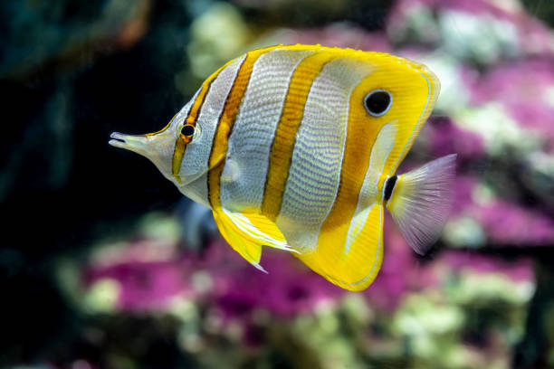 copperband butterflyfish - chaetodon zdjęcia i obrazy z banku zdjęć