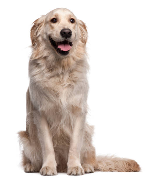 istock Golden Retriever, 2 years old, sitting in front of white background 1069128758