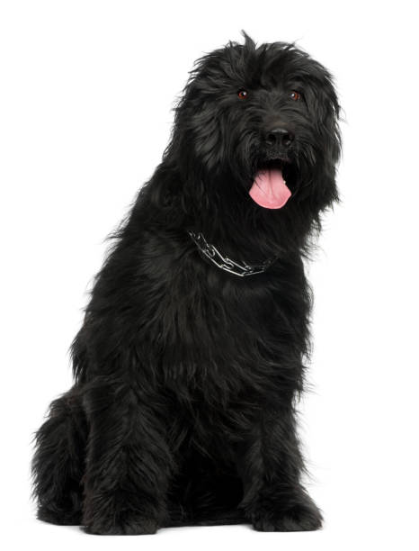 istock Briard, 3 years old, sitting in front of white background 1069128844