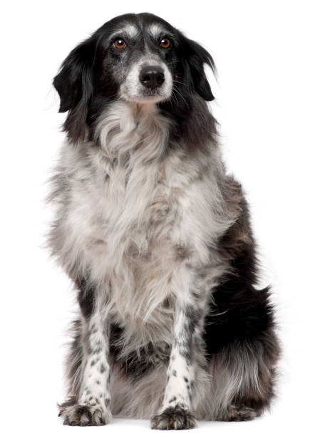 istock Border Collie, 10 years old, sitting in front of white background 1069128926