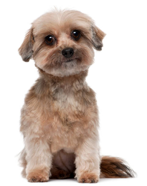istock Shih tzu, 5 years old, sitting in front of white background 1069129052