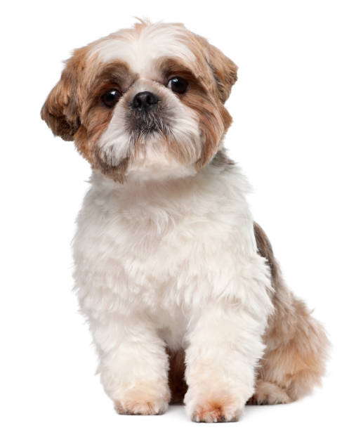 istock Shih Tzu, 2 years old, sitting in front of white background 1069129084