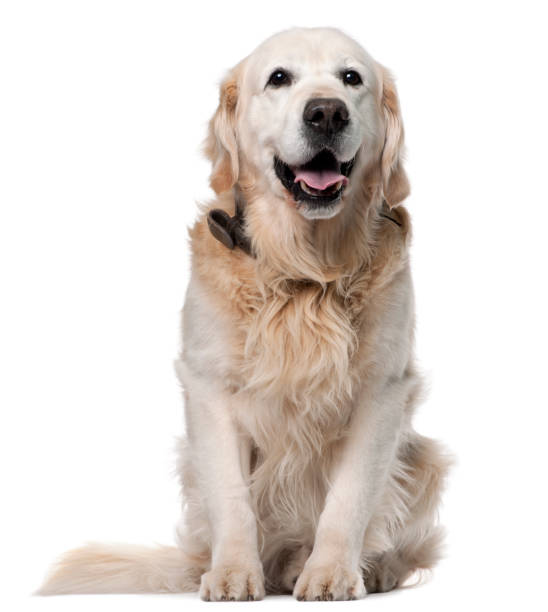 istock Golden Retriever, 11 years old, sitting in front of white background 1069129088