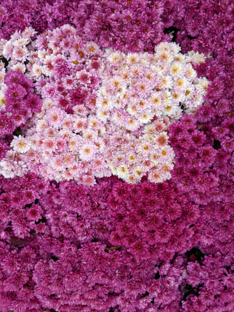istock Purple and bright pink chrysanthemums for background 1069129154