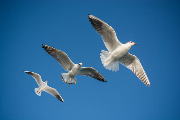 istock Pair of seagulls flying in blue a sky 1069131656