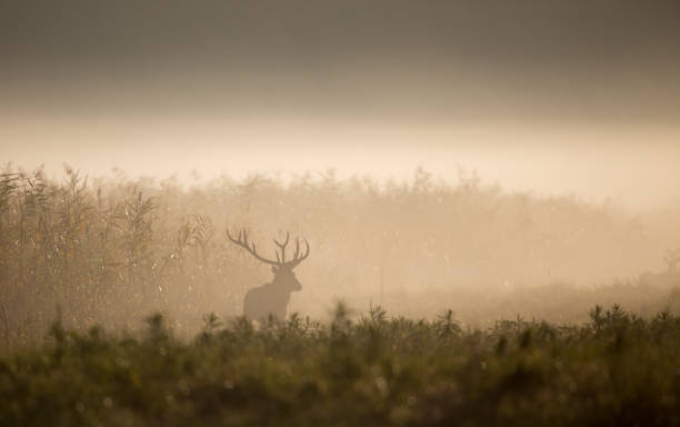 istock Red deer in forest on foggy morning 1069131692