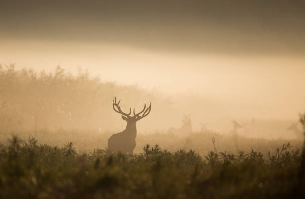 istock Red deer in forest on foggy morning 1069131716