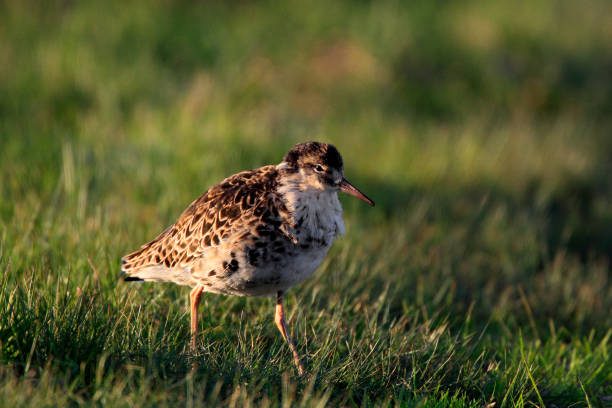 istock Single Ruff bird on grassy wetlands during a spring nesting period 1069131816