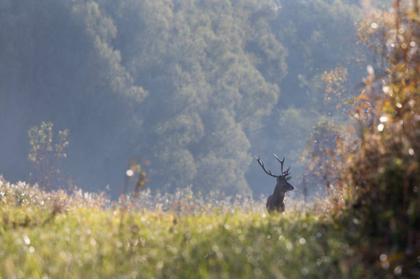 istock Red deer in forest on foggy morning 1069131996