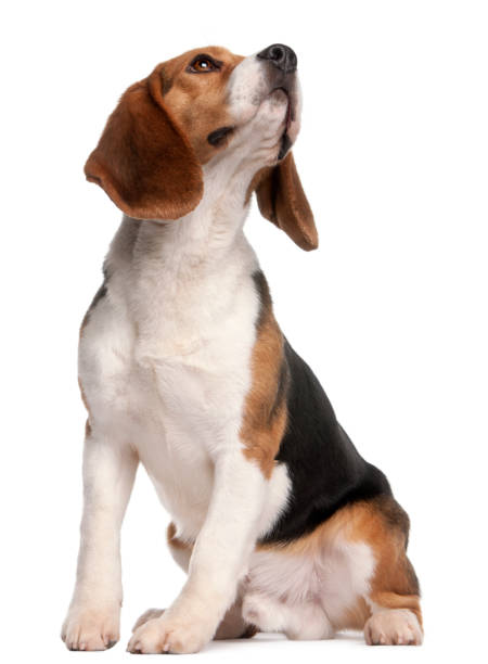 istock Beagle, 1 year old, sitting and looking up in front of white background 1069132312