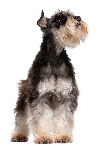 istock Miniature Schnauzer, 6 years old, looking up in front of white background 1069132342
