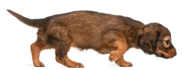 istock Dachshund puppy, 5 weeks old, walking in front of white background 1069132408