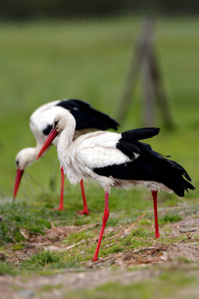 istock Pair of White Stork birds on a grassy meadow 1069134938