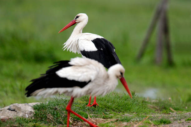 istock Pair of White Stork birds on a grassy meadow 1069134964