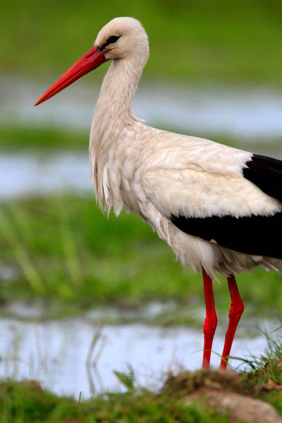 istock Single White Stork bird on grassy wetlands 1069135180