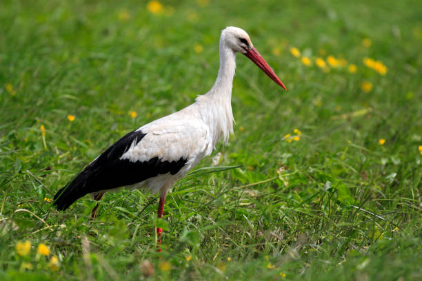 istock Single White Stork bird on a grassy meadow 1069136694