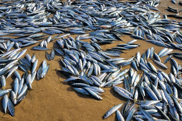dead mackerels on the beach Dead mackerels on the beach are often a sign of pollution fish dead dead body dead animal stock pictures, royalty-free photos & images