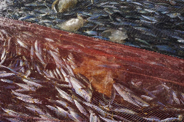 Net full of mackerel from the sea