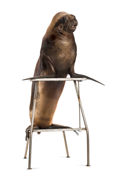 California Sea Lion, 17 years old, standing on stool against white background