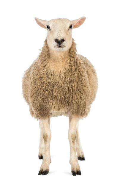 istock Front view of a Sheep looking at camera against white background 1069136968